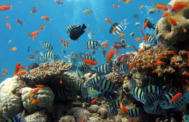 Nha Trang Seawalker Tour - Photo 2