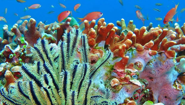 Seawalker en Nha Trang - Foto 5