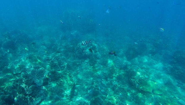 Seawalker en Nha Trang - Foto 3