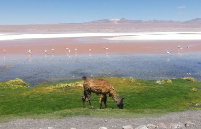 Tour de 3 días por Uyuni finalizando en San Pedro de Atacama - Foto 7