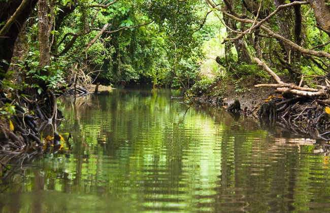 Sierpe River Mangrove Kayak Tour - Foto 6