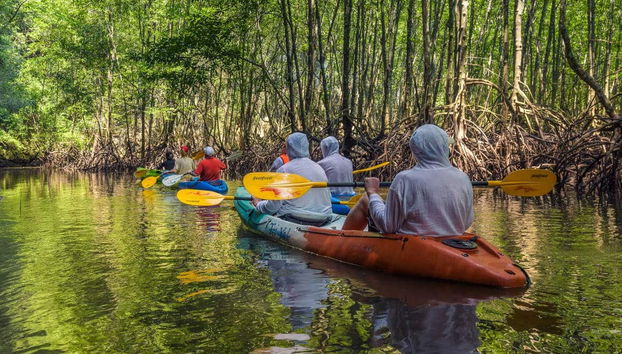 Sierpe River Mangrove Kayak Tour - Foto 5