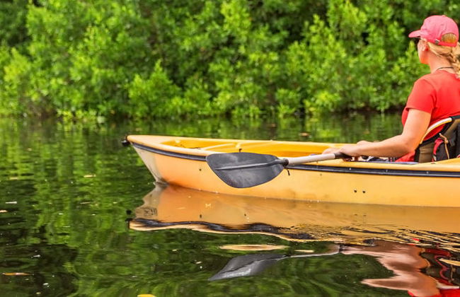 Tour en kayak por los manglares del río Sierpe - Foto 2