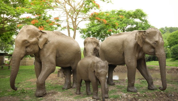 Una manada de elefantes en el santuario