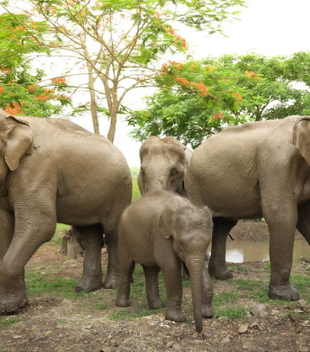 Foto de Elephant Sanctuary Chiang Mai Day Trip