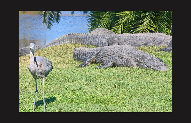 Go City Orlando Explorer Pass - Foto 2