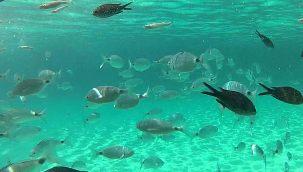 Snorkeling in Cala en Brut - Foto 4