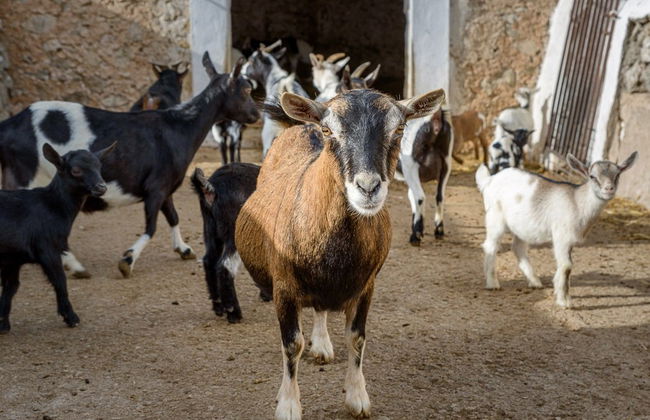 Visita a la quesería Subaida - Foto 4