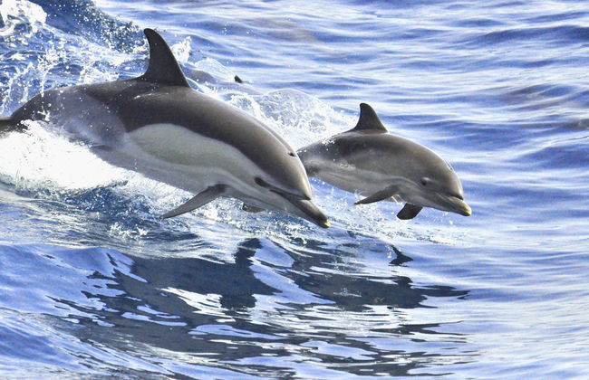 Paseo en catamarán de 5 horas con avistamiento y escucha de cetáceos - Foto 4
