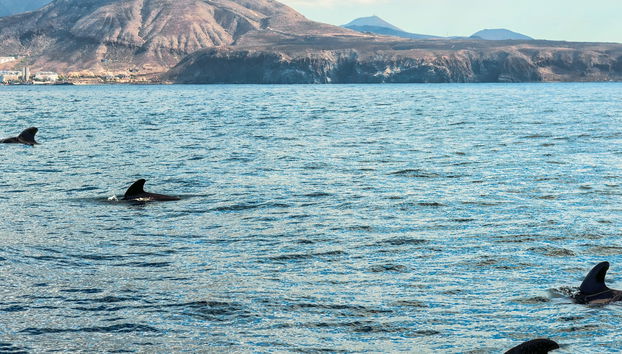 Paseo en velero con avistamiento de cetáceos - Foto 4