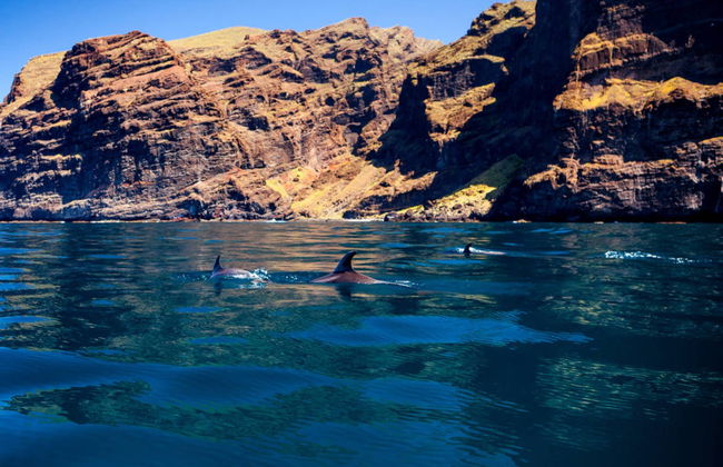 Costa Adeje Whale & Dolphin Watching - Foto 2