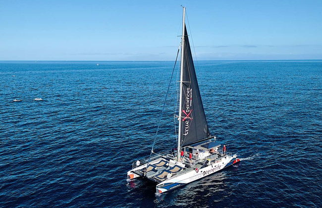 Whale and Dolphin Catamaran Experience - Foto 4