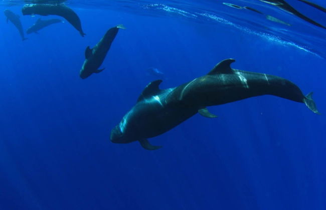 Paseo en catamarán de 5 horas con avistamiento y escucha de cetáceos - Foto 5