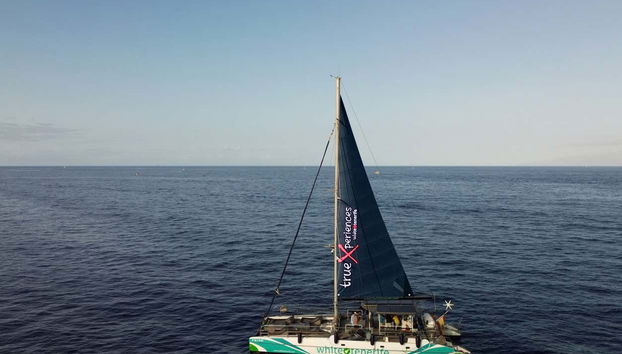 Giro in catamarano di 3 ore con avvistamento e ascolto di cetacei - Foto 2