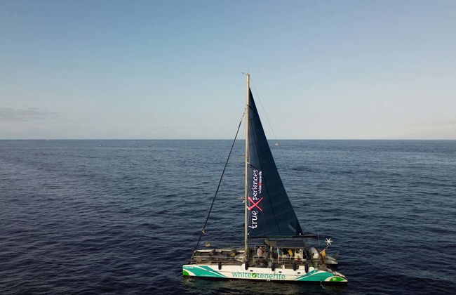 Paseo en catamarán de 3 horas con avistamiento y escucha de cetáceos - Foto 8
