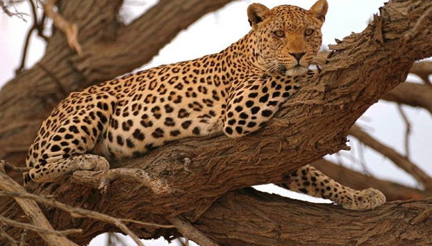 North Tanzania 6 Day Safari - Foto 2