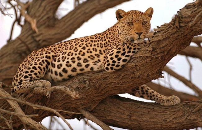 North Tanzania 6 Day Safari - Photo 2