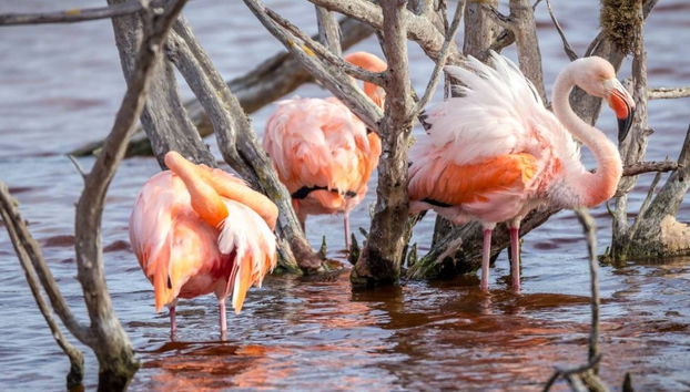 Isabela Island Bike Rental - Photo 3