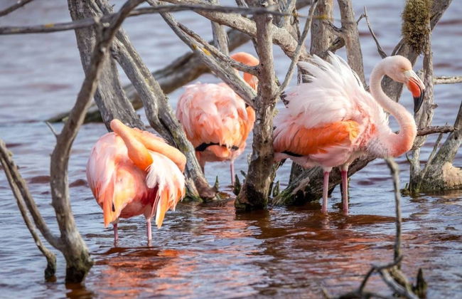 Isabela Island Bike Rental - Photo 3