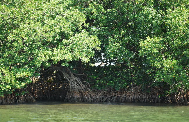 Excusión a las playas de Boca del Cielo y Puerto Arista - Foto 3