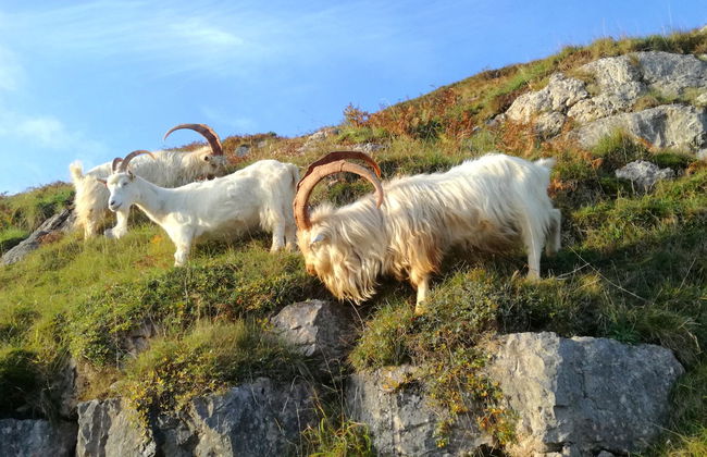 Excursión a Caernarfon, Portmeiron y Parque Nacional Snowdonia - Foto 9