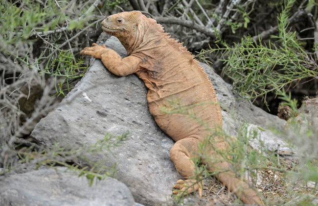 North Galapagos Islands 8 Day Cruise - Foto 2