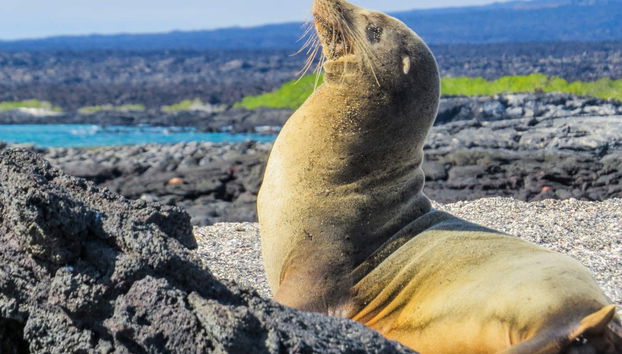 Crociera di 8 giorni al nord delle Galapagos - Foto 2