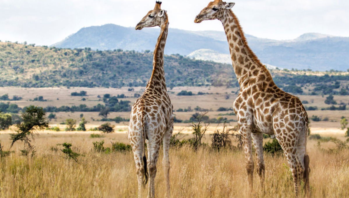 Safari dans le Parc Pilanesberg - Photo 1