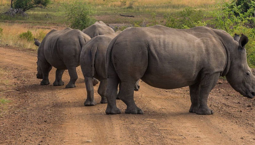 Safari dans le Parc Pilanesberg - Photo 3