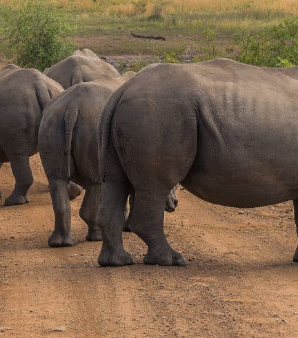 Foto de Safari por el Parque Pilanesberg