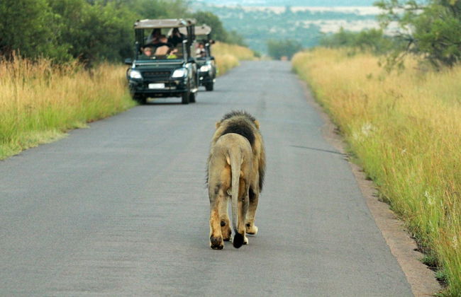 Safari dans le Parc Pilanesberg - Photo 2