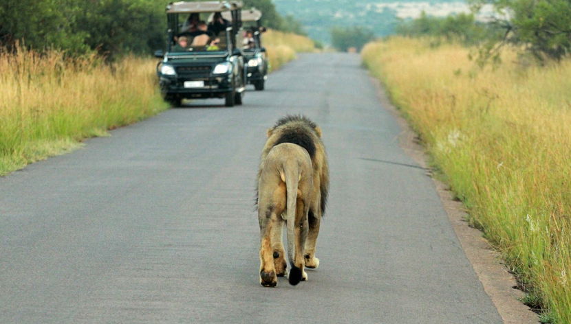 Safari dans le Parc Pilanesberg - Photo 2