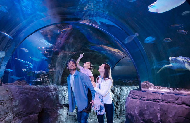 Biglietti per il Sea Life London - Foto 7