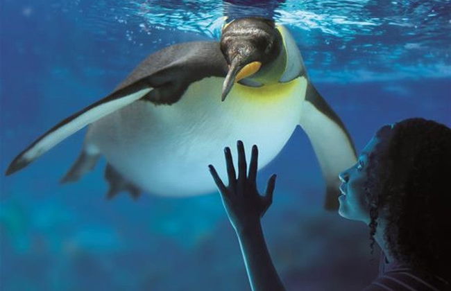 Entrada al Sea Life London - Foto 1