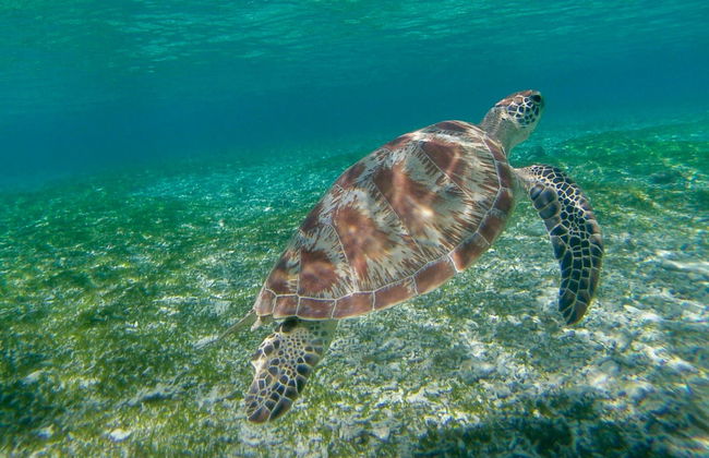 Snorkeling à Nusa Penida et Nusa Lembongan - Photo 4
