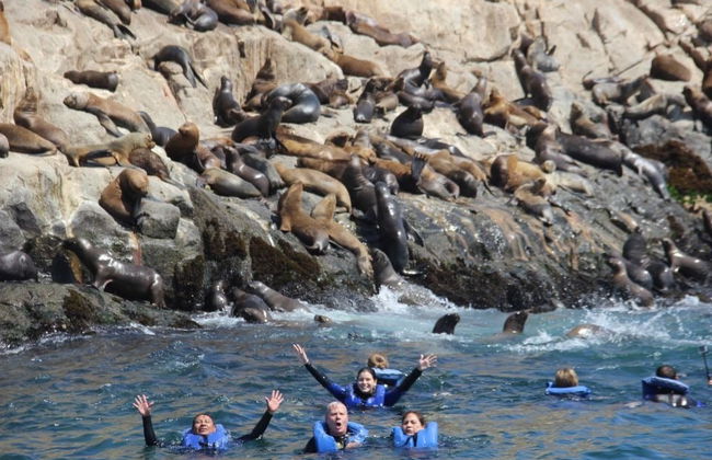 Paseo en barco por las Islas Palomino - Foto 4