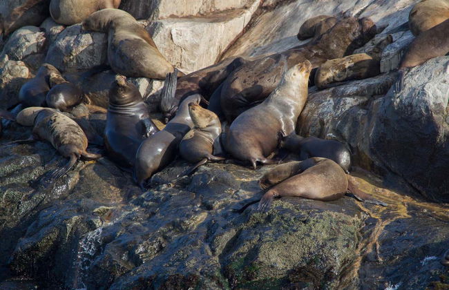 Paseo en barco por las Islas Palomino - Foto 9