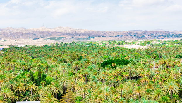 Excursión a la isla de Tabarca y el palmeral de Elche - Photo 5