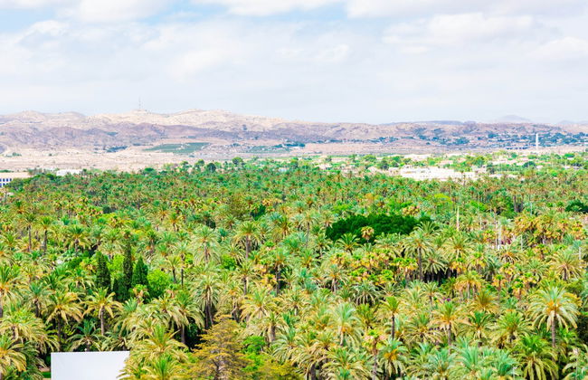 Excursión a la isla de Tabarca y el palmeral de Elche - Foto 5