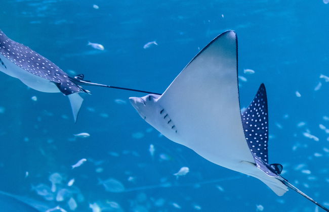 Billet pour l'Aquarium National d'Abou Dabi - Photo 8