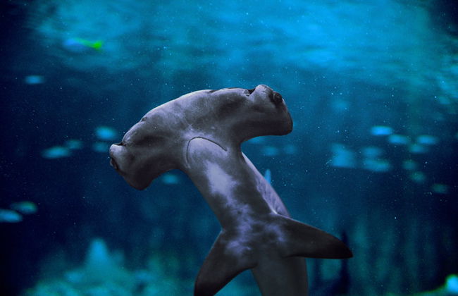 Billet pour l'Aquarium National d'Abou Dabi - Photo 7