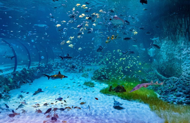 Billet pour l'Aquarium National d'Abou Dabi - Photo 2