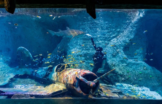 Billet pour l'Aquarium National d'Abou Dabi - Photo 3