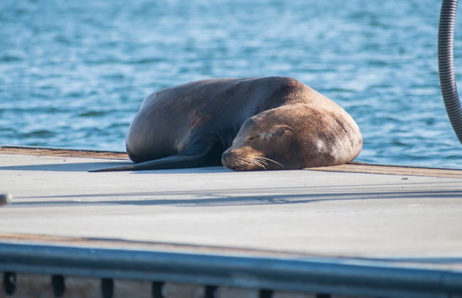Paddle surf con leones marinos en Marina del Rey - Foto 6