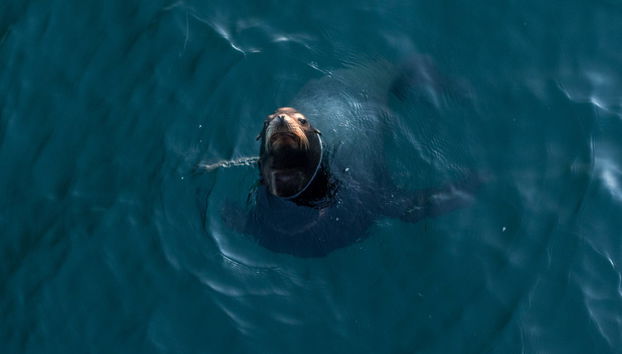 Paddle surf avec des otaries à Marina del Rey - Photo 5