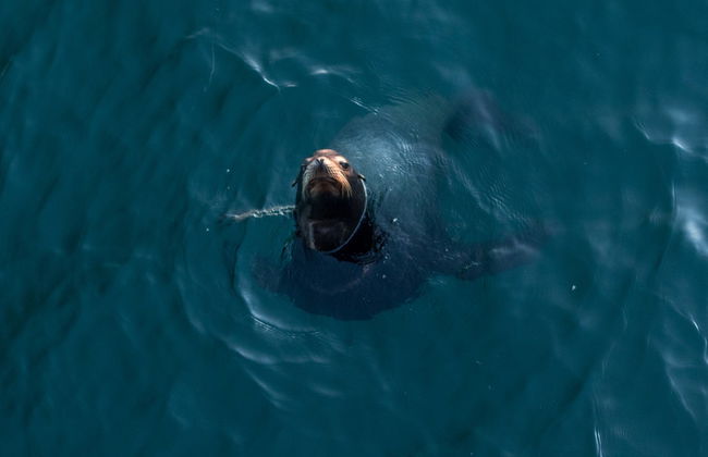 Paddle surf con leones marinos en Marina del Rey - Foto 5
