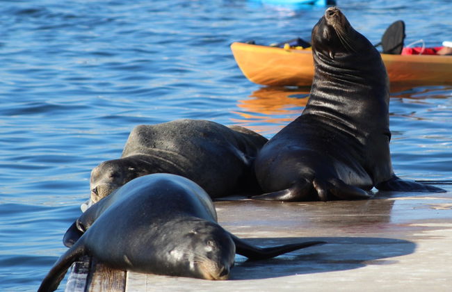 Paddle surf con leones marinos en Marina del Rey - Foto 3