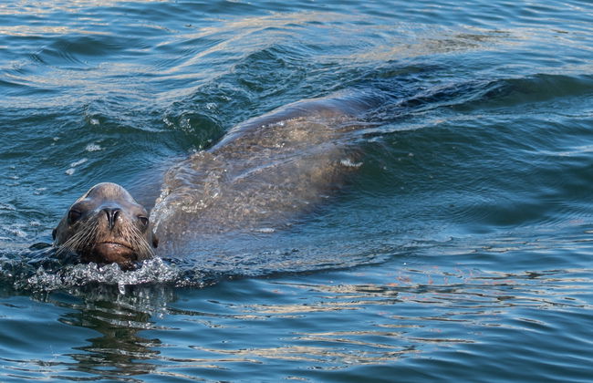 Paddle surf con leones marinos en Marina del Rey - Foto 6