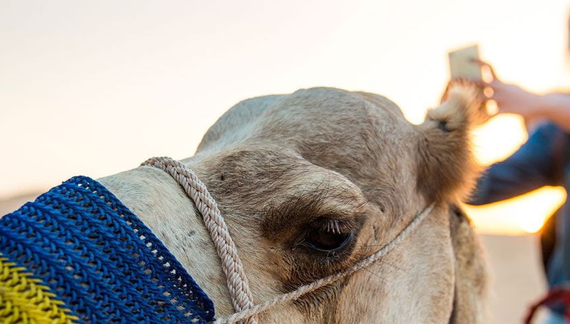 Overnight Desert Camel Trek - Foto 3