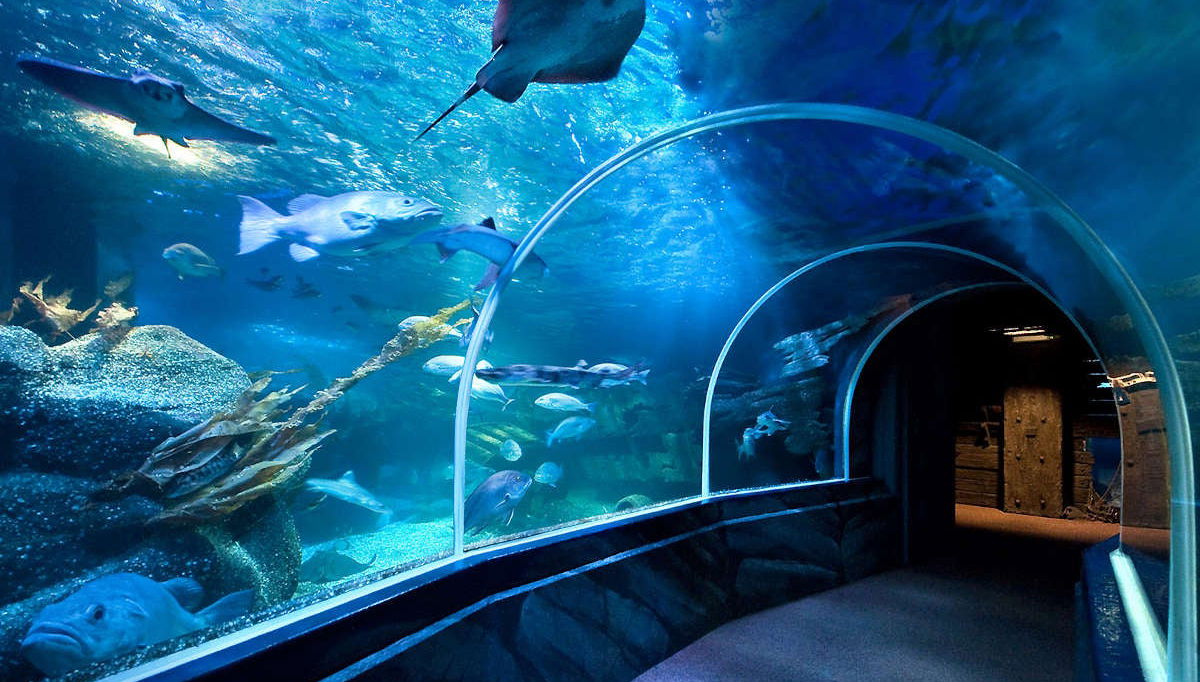 Sea Life® Berlin Ticket - Foto 1